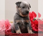 Small Photo #5 Australian Cattle Dog Puppy For Sale in HYDE PARK, VT, USA