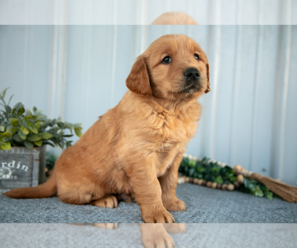 Medium Photo #2 Golden Retriever Puppy For Sale in WOLCOTTVILLE, IN, USA