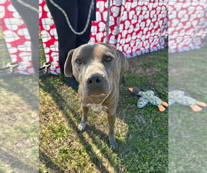 Mutt Dogs for adoption in Abbeville, LA, USA