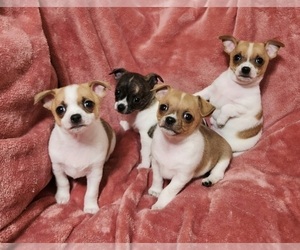 Chihuahua Litter for sale in MOUNT AIRY, NC, USA