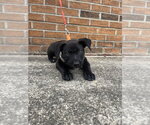 Small Photo #2 Mutt Puppy For Sale in Candler, NC, USA