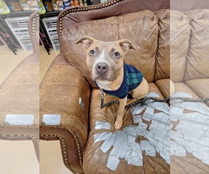 Staffordshire Bull Terrier-Unknown Mix Dogs for adoption in Princeton, MN, USA