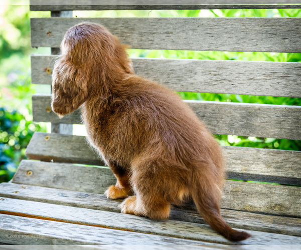 Medium Photo #9 Dachshund Puppy For Sale in WAKARUSA, IN, USA