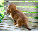 Small #8 Dachshund