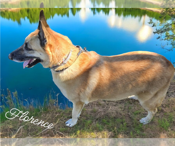 Medium Photo #10 German Shepherd Dog Puppy For Sale in LOGANVILLE, GA, USA