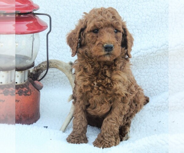 Medium Photo #3 Poodle (Standard) Puppy For Sale in EAST EARL, PA, USA