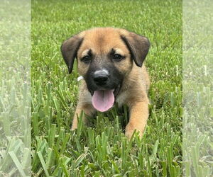 Black Mouth Cur-German Shepherd Dog Mix Dogs for adoption in The Woodlands, TX, USA