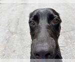 Small #6 Labrador Retriever Mix