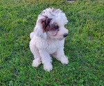 Small #11 Bernedoodle (Miniature)