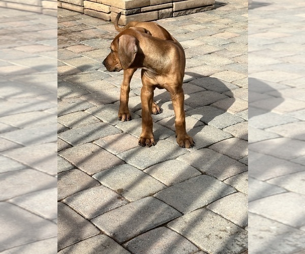 Medium Photo #3 Rhodesian Ridgeback Puppy For Sale in SURPRISE, AZ, USA
