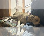 Small Photo #3 Labrador Retriever-Unknown Mix Puppy For Sale in Okolona, MS, USA