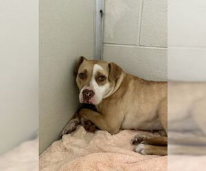 Mutt Dogs for adoption in Glen Allen, VA, USA