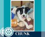 Small #10 American Bulldog Mix