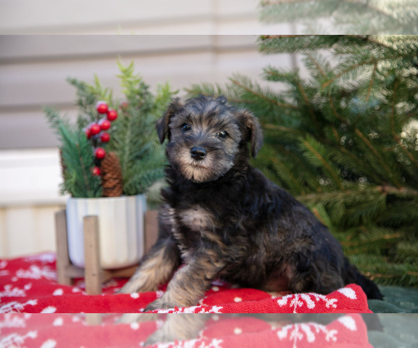Medium Photo #2 Mutt-Schnauzer (Miniature) Mix Puppy For Sale in DOVER, PA, USA