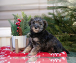 Small Photo #2 Mutt-Schnauzer (Miniature) Mix Puppy For Sale in DOVER, PA, USA
