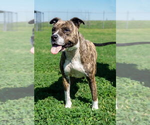 Mutt Dogs for adoption in Abbeville, LA, USA