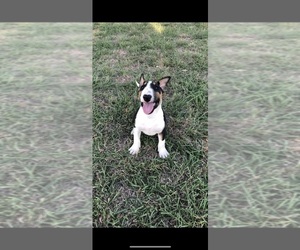 Bull Terrier Puppy for Sale in WICHITA FALLS, Texas USA