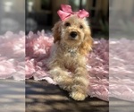 Small Photo #51 Goldendoodle mix (+ Poodle Miniature) Puppy For Sale in MENIFEE, CA, USA