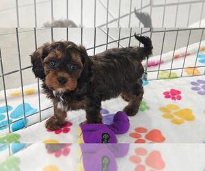 Cavapoo (Miniature)-Poodle (Toy) Mix Puppy for sale in ORO VALLEY, AZ, USA