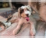 Small #14 Aussiedoodle