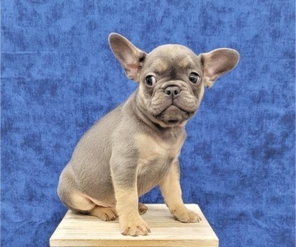 Medium Photo #8 French Bulldog Puppy For Sale in BLAKESBURG, IA, USA
