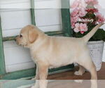Small #1 Labrador Retriever