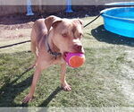 Small #6 American Pit Bull Terrier-Staffordshire Bull Terrier Mix