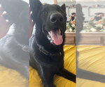 Small #3 German Shepherd Dog
