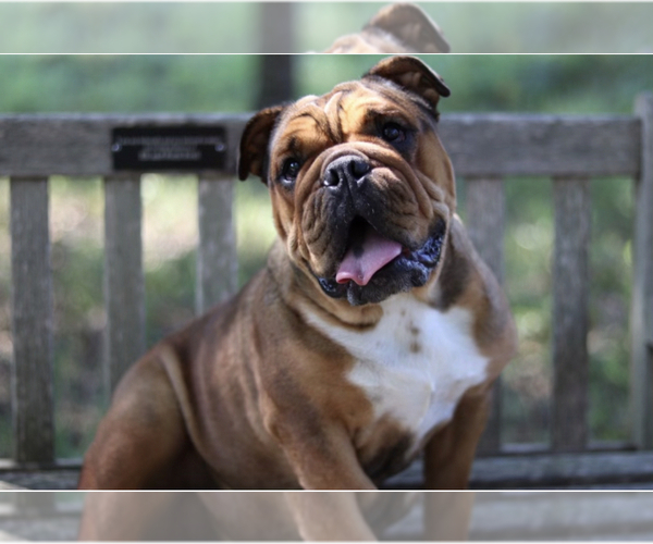 Medium Photo #1 English Bulldog Puppy For Sale in SPRING, TX, USA