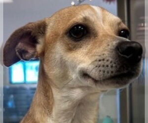 Chihuahua-Unknown Mix Dogs for adoption in Canton, CT, USA