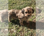 Small Photo #7 Shih-Poo Puppy For Sale in BOWLING GREEN, KY, USA