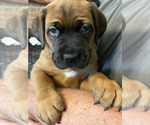 Small #4 Boerboel-Cane Corso Mix