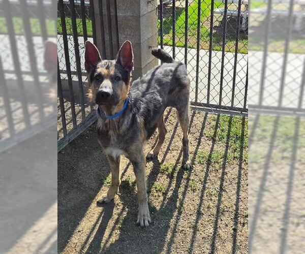 Medium Photo #1 German Shepherd Dog Puppy For Sale in Riverside, CA, USA