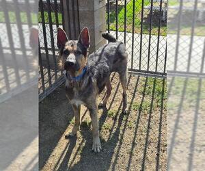 German Shepherd Dog Dogs for adoption in Riverside, CA, USA