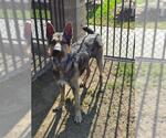Small German Shepherd Dog