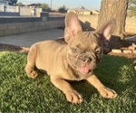 Small #5 French Bulldog