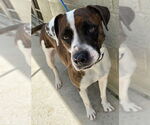 Small Boxer Mix