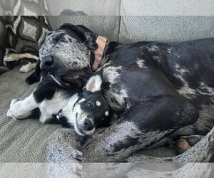 Duke the Dane - Male Great Dane Dog for Adoption - Photo #2