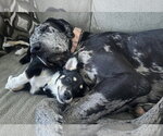 Small #1 Great Dane