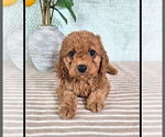 Small #3 Cavapoo (Standard)