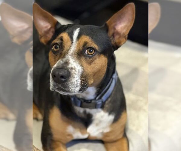 Medium Photo #8 Mutt Puppy For Sale in Boonton, NJ, USA