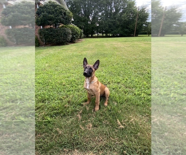 Medium Photo #6 Belgian Malinois Puppy For Sale in SPARTANBURG, SC, USA