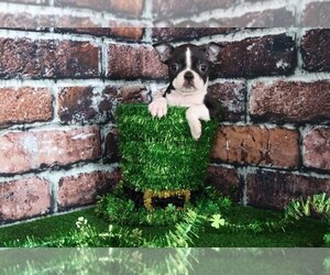 Boston Terrier Puppy for sale in BEL AIR, MD, USA