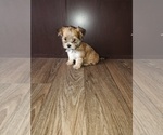 Small Photo #13 Yorkshire Terrier Puppy For Sale in LAPEER, MI, USA
