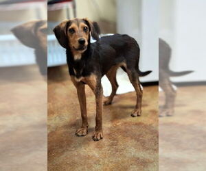 Black and Tan Coonhound-Unknown Mix Dogs for adoption in Mountain View, AR, USA