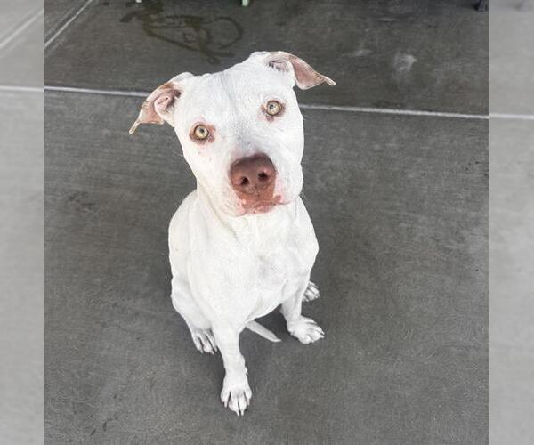 Medium Photo #1 American Pit Bull Terrier Puppy For Sale in Denver, CO, USA