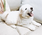 Small Photo #10 Great Pyrenees Puppy For Sale in MCALLEN, TX, USA