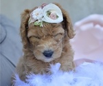 Small Photo #26 Goldendoodle-Poodle (Miniature) Mix Puppy For Sale in SARATOGA SPRINGS, UT, USA