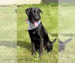 Small #1 Labrador Retriever Mix