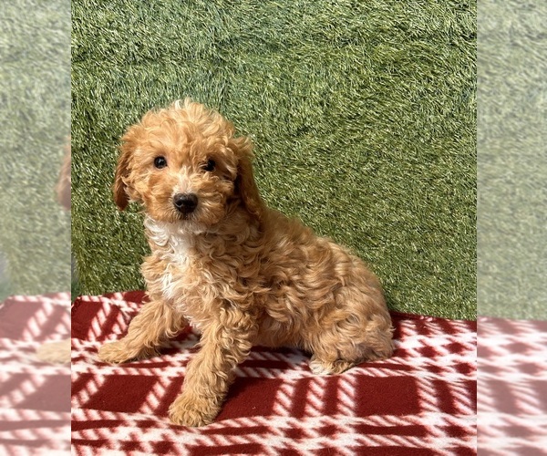Medium Photo #5 Poodle (Miniature) Puppy For Sale in MIDDLEBURY, IN, USA